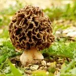 morel, morkel, mushroom