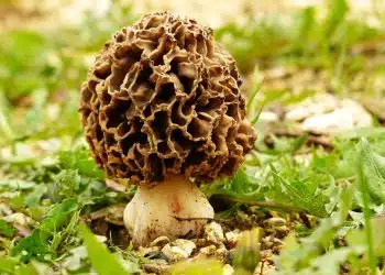 morel, morkel, mushroom