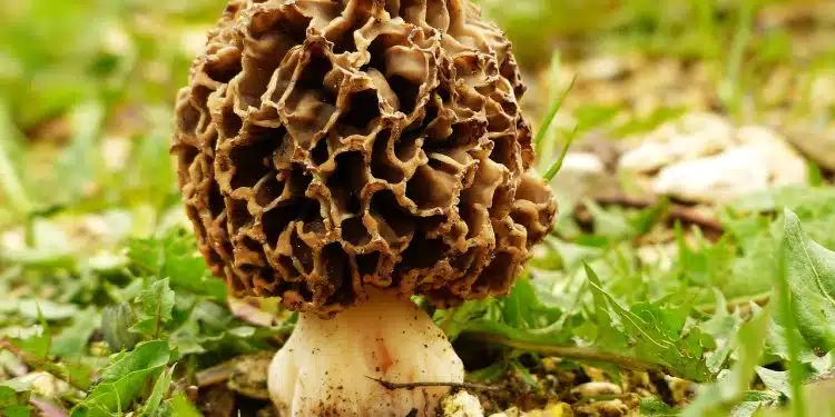 morel, morkel, mushroom