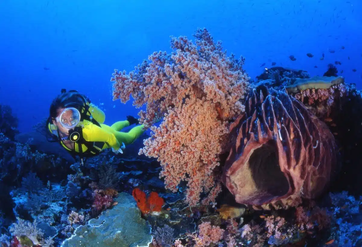 plongée  coraux