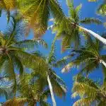coconut trees