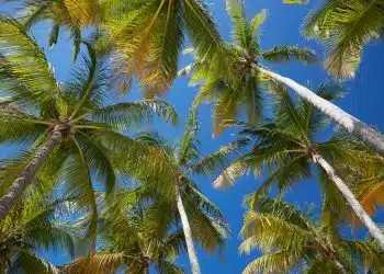 coconut trees