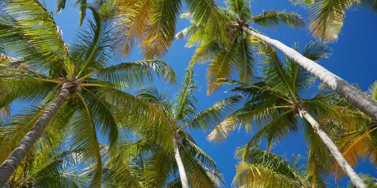 coconut trees