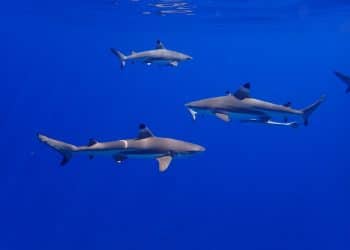 three white-and-black sharks