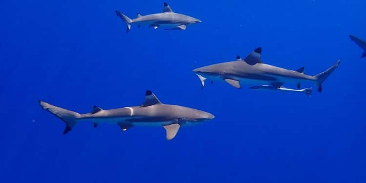 three white-and-black sharks