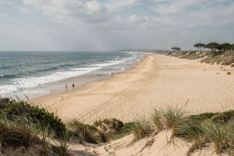 Vue panoramique d'une longue plage sauvage de la côte Atlantique en Nouvelle-Aquitaine avec dunes et pins