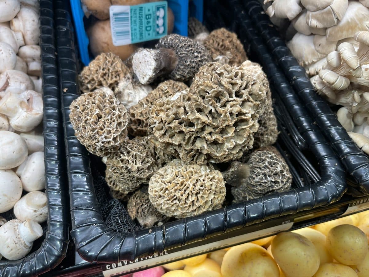 a bunch of different types of mushrooms on display