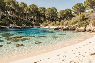 Plage sauvage et déserte de l'île de Porquerolles avec eau turquoise et sable blanc sous les pins