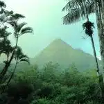 green palm trees near mountain during daytime