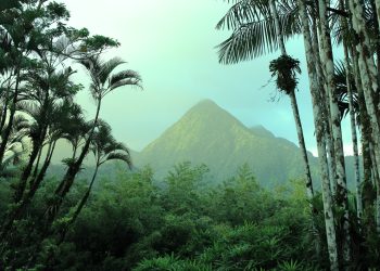 green palm trees near mountain during daytime