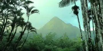 green palm trees near mountain during daytime