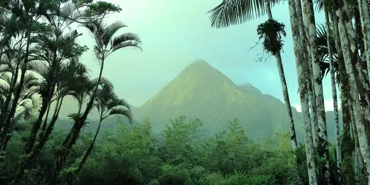 green palm trees near mountain during daytime